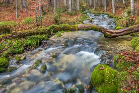 Sagtümpelbach Bad Mitterndorf Manuel Capellari.jpg