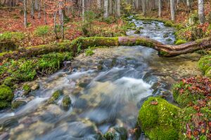 Sagtümpelbach Bad Mitterndorf Manuel Capellari.jpg