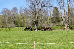Vlg oberzelzer döllach-0101-2023-05-04.jpg