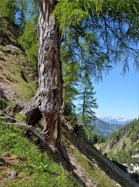 Datei:Zum Gamstein1.JPG