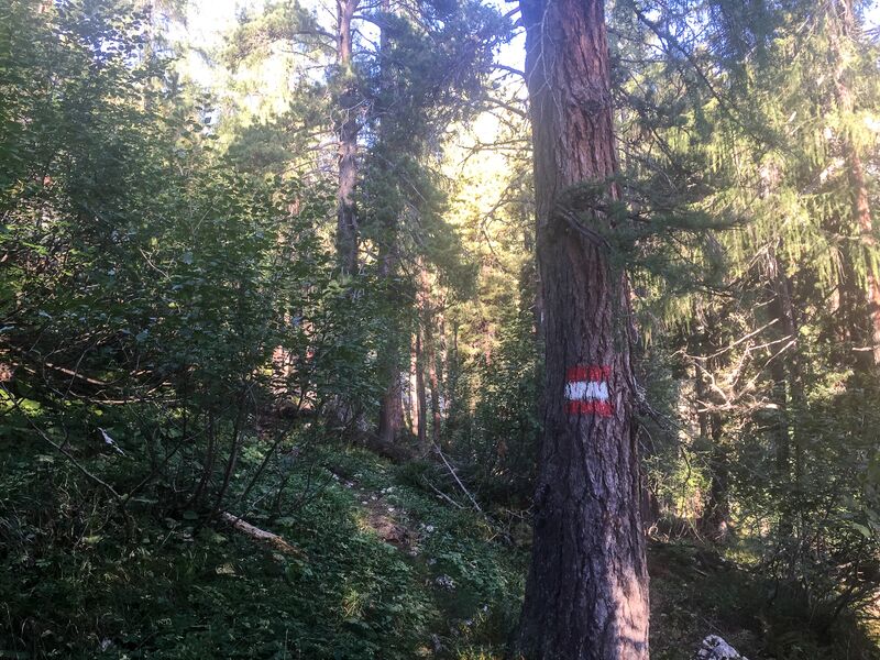 Datei:Brandner urwald-19-2020-09-15.jpg