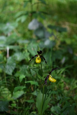 Frauenschuh 2008 2008-05-29.jpg