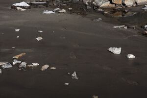 Goldlacken 0280 2013-10-08.jpg