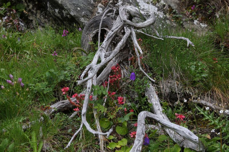 Datei:Im Wildkar 2610 2009-07-25.jpg