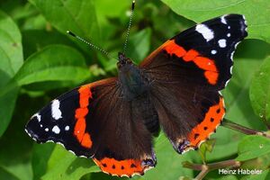 2649 Vane atalanta Admiral.jpg