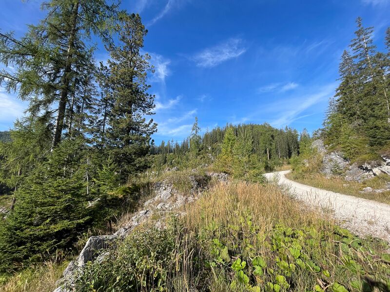 Datei:Elendwald bad aussee-12-2023-09-17.jpg