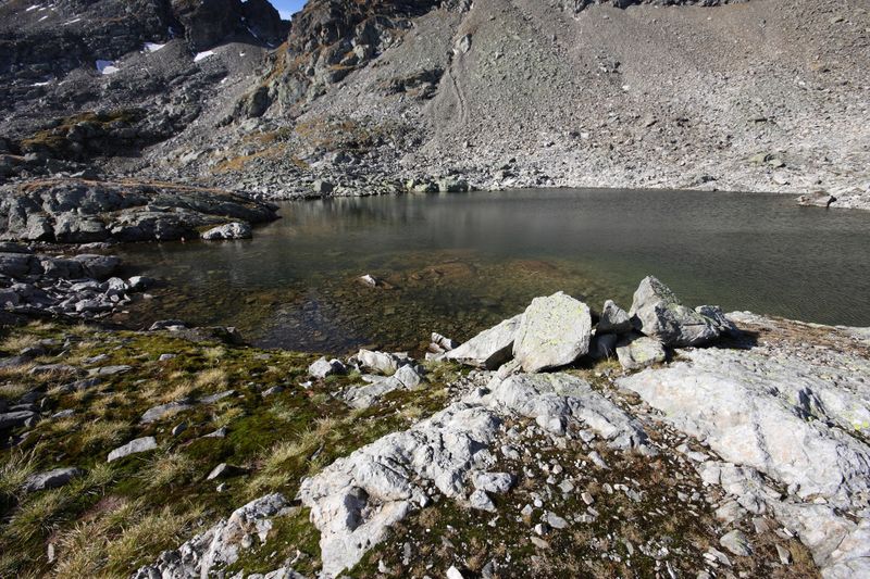 Datei:Goldlacken 0337 2013-10-08.jpg