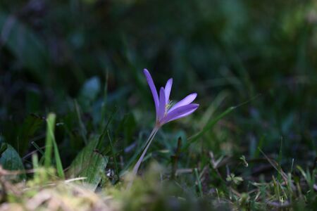 Herbstzeitlose jagersberger 01494 2015-09-12.jpg