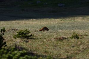 Rotfuchs sabinkar 90286 2015-06-08.jpg