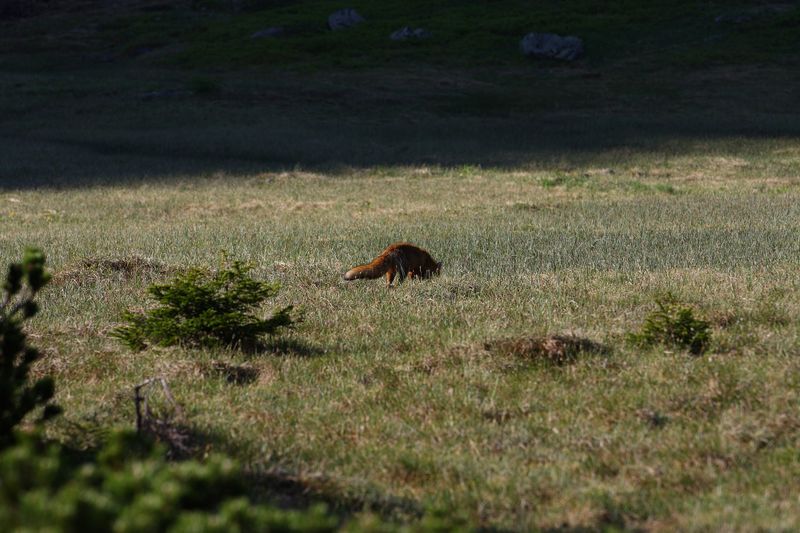 Datei:Rotfuchs sabinkar 90286 2015-06-08.jpg