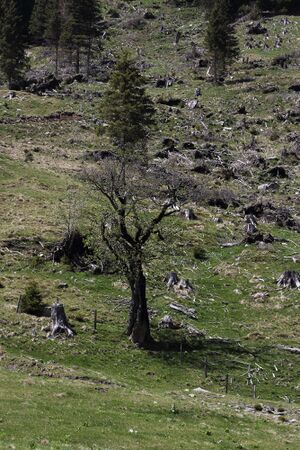 Sattental 46012 2017-05-19.jpg