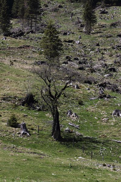 Datei:Sattental 46012 2017-05-19.jpg