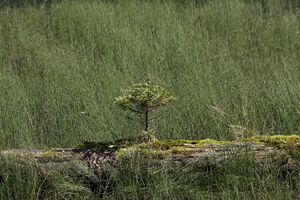 Schwarzensee kleinsölk 72555 2014-09-17.jpg