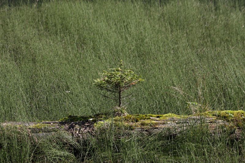 Datei:Schwarzensee kleinsölk 72555 2014-09-17.jpg