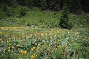 Sommeralm oppenberg 78008 2018-06-11.jpg