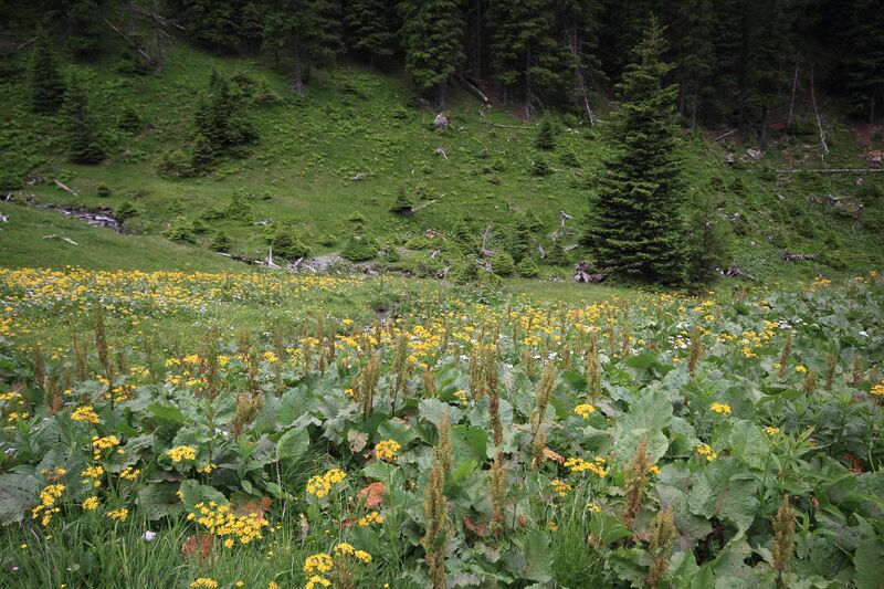 Datei:Sommeralm oppenberg 78008 2018-06-11.jpg