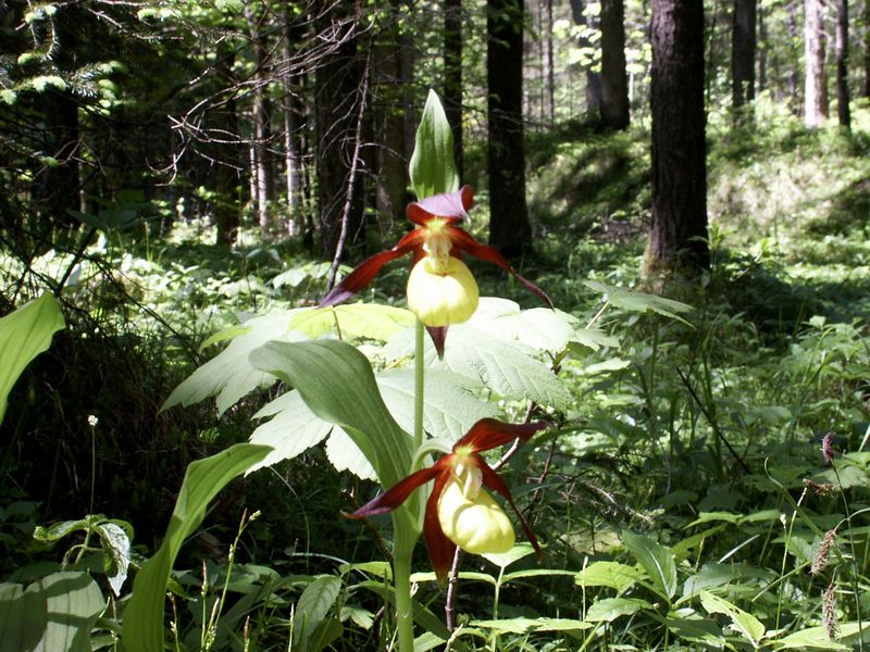 Datei:Frauenschuh 1968 2004-05-31.jpg