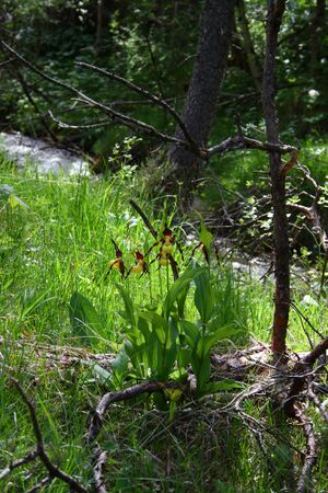 Frauenschuh 2073 2008-05-29.jpg