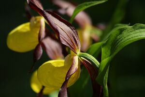 Frauenschuh 2322 2011-05-26.jpg