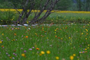 Untertal 22649 2008-06-02.jpg