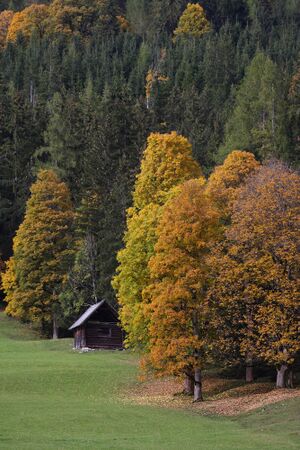 Ahorn rausch ramsau 05878 2015-10-09.jpg