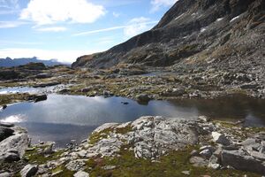 Goldlacken 0304 2013-10-08.jpg