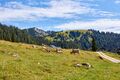 Bärenfeichtenalm-3149-2021-08-03.jpg