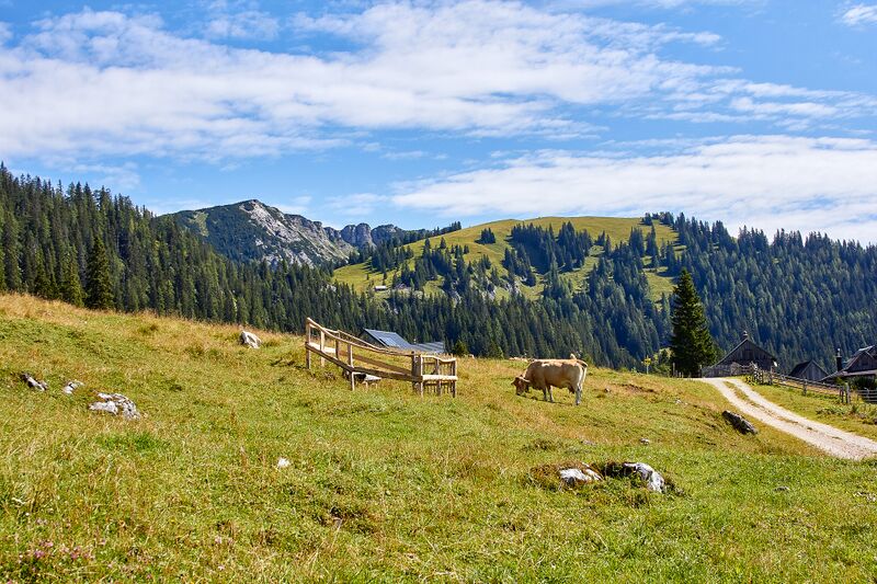 Datei:Bärenfeichtenalm-3149-2021-08-03.jpg