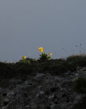 Jungfrauensteig 29318 2011-05-25.jpg