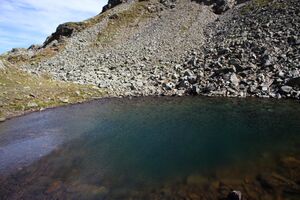 Nördliche krukecklacke 02090 2015-09-13.jpg