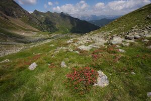 Herzmaierkar 32573 2011-07-06.jpg