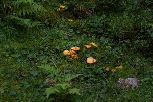 Knallalm 32820 2016-08-17.jpg