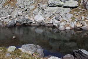 Südliche krukecklacke 01706 2015-09-13.jpg