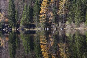 Ödensee 78051 2014-11-03.jpg