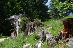 Beireutalm 90053 2015-06-08.jpg