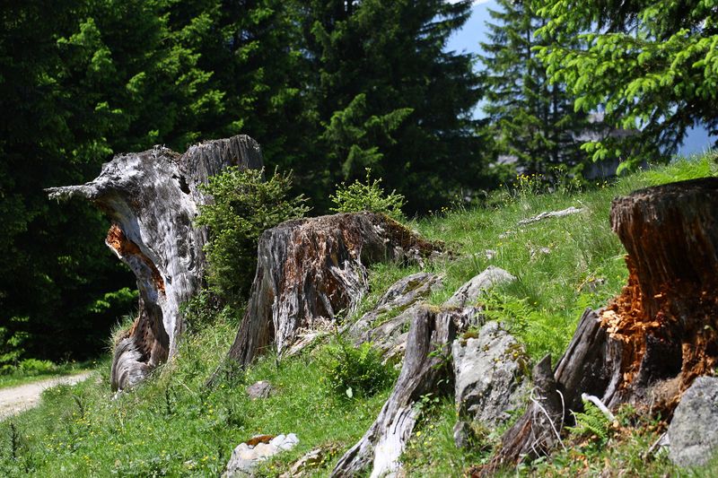 Datei:Beireutalm 90053 2015-06-08.jpg