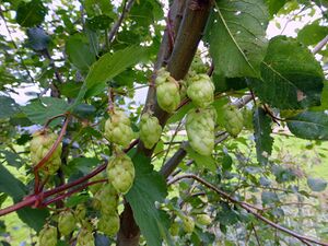 Ennsau Wörschach1240955.JPG