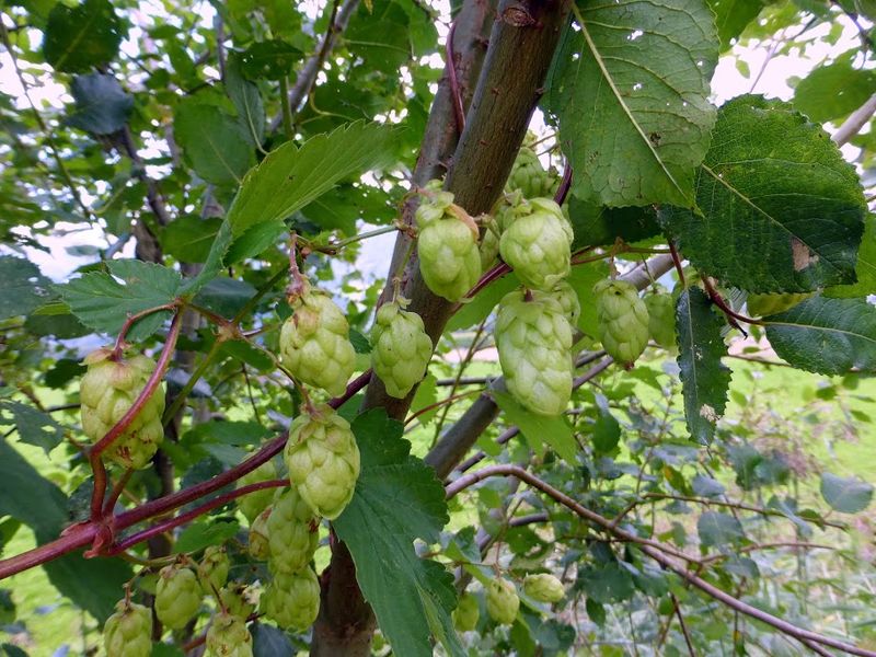 Datei:Ennsau Wörschach1240955.JPG