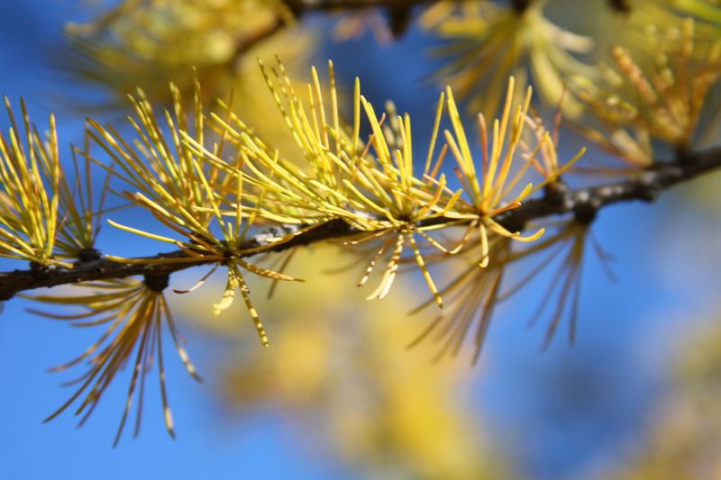 Datei:Lärche kaltherbergalm 37994 2011-10-18.jpg