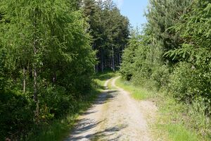 Mitterberg lassing-0584-2023-06-14.jpg