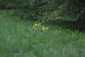 Trautenfels niederstuttern 57878 2014-05-14.jpg