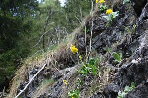 Wasserlochklamm palfau 70511 2018-04-23.jpg