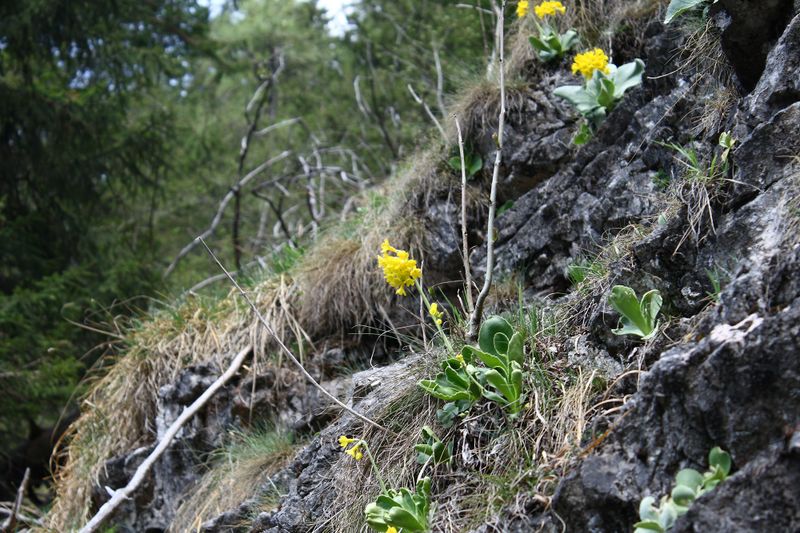Datei:Wasserlochklamm palfau 70511 2018-04-23.jpg