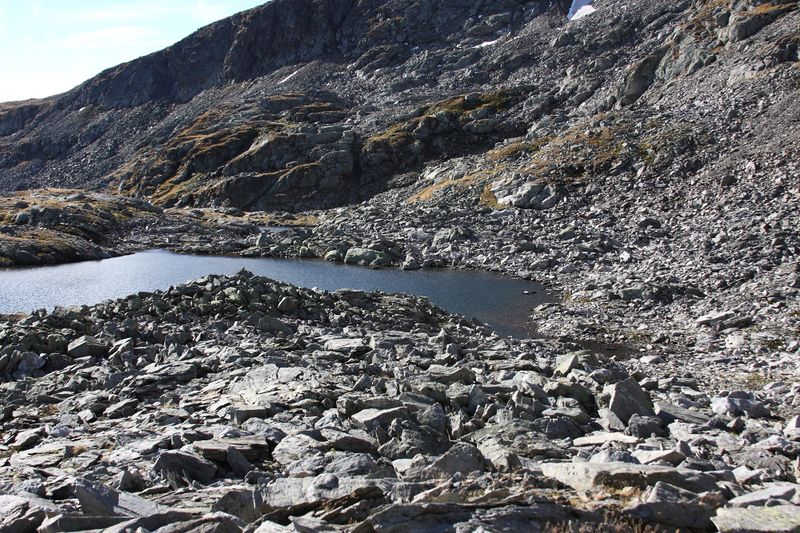 Datei:Goldlacken 0290 2013-10-08.jpg