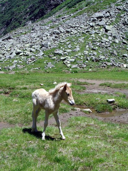 Datei:Hochgolling 2557 2003-06-22.jpg
