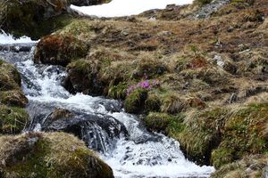 Strickerkar 55689 2014-05-02.jpg