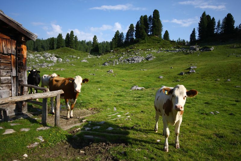 Datei:Wiesalm-kemetgebirge 97137 2015-07-16.jpg