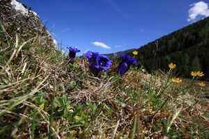 Enzian sattental 46103 2017-05-19.jpg