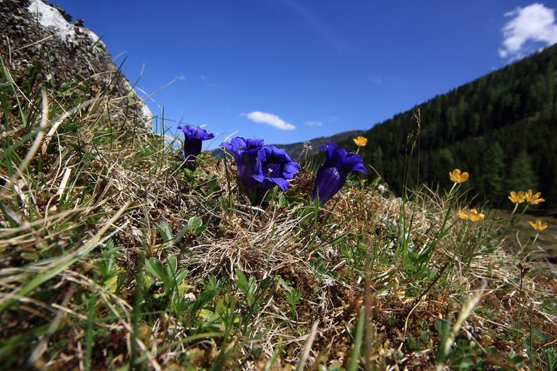 Datei:Enzian sattental 46103 2017-05-19.jpg