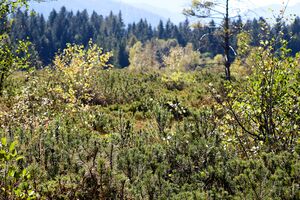 Moor Die Auen furt-0467-2023-09-29.jpg